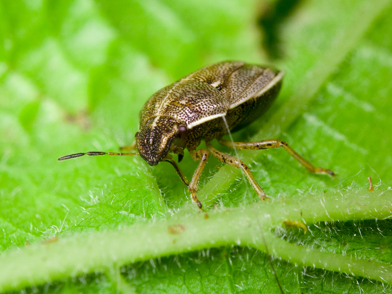 Neottiglossa pusilla (Gmelin, 1790)